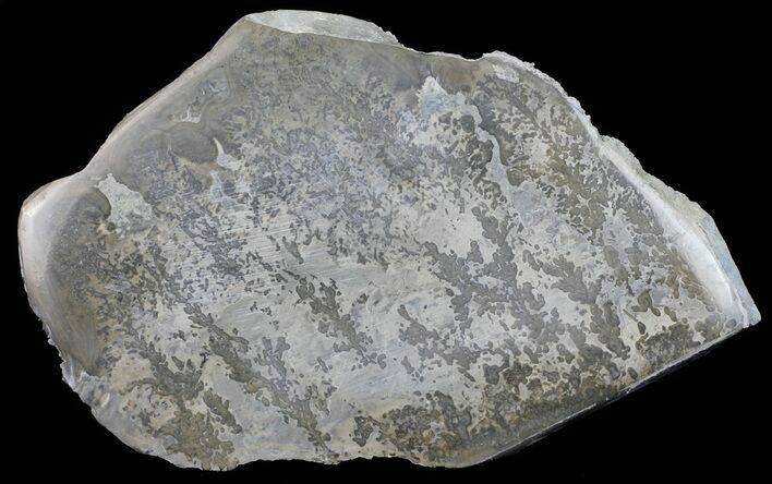 Triassic Aged Stromatolite Fossil - England #56173